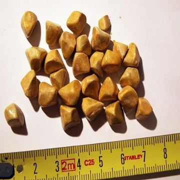 Buy Cow Gallstones / Ox Gallstones / Cattle Gallstones In Bulk at cheap price