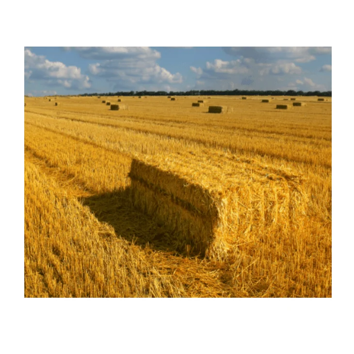 High Quality Pakistani Moisture Controlled Chick Peas Hay Animal Feed in Hay Shape 19-20kg Bales