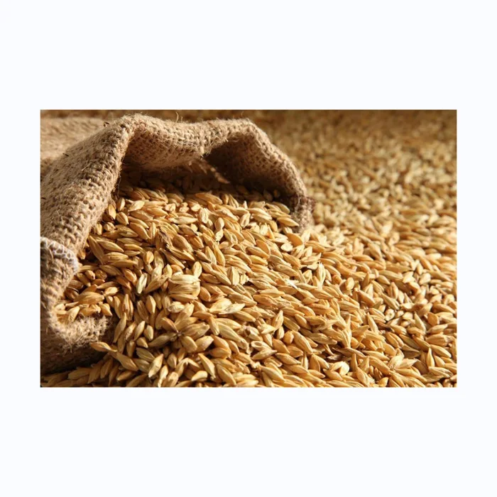 Barley for Malt, Barley Feed, Malted Barley Animal Feed Barley