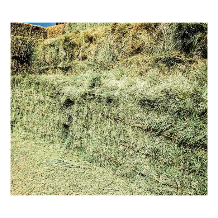 Top Quality Alfafa Hay for Animal Feeding Stuff Alfalfa / Alfalfa Hay