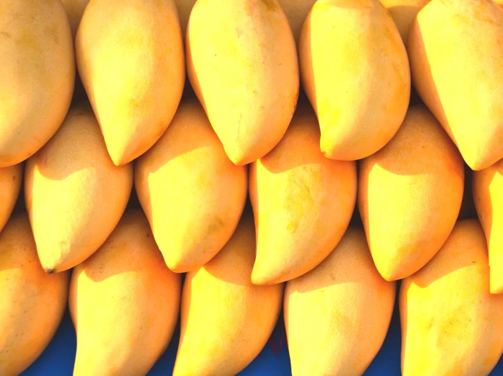 Fresh mangoes produced in Vietnam with high quality for export to Europe and Asia