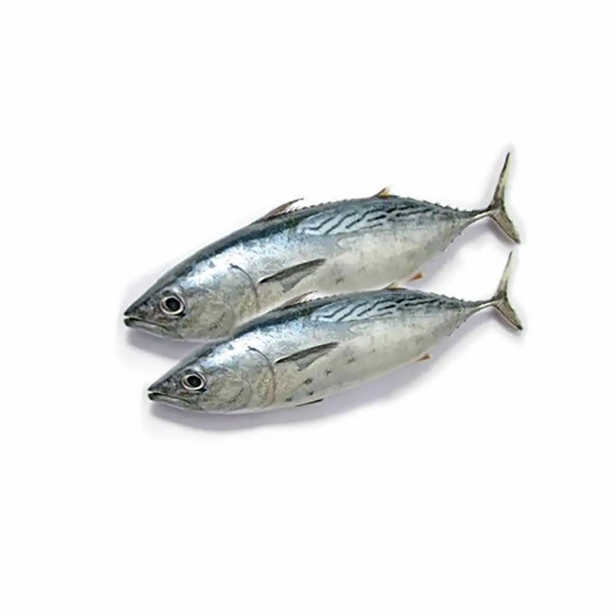 Worldwide Sale of Frozen 100% Tuna Fish Fresh Canned Dried Skipjack Yellowfin Tuna Box Bulk Packaging Preserved with Water Oil