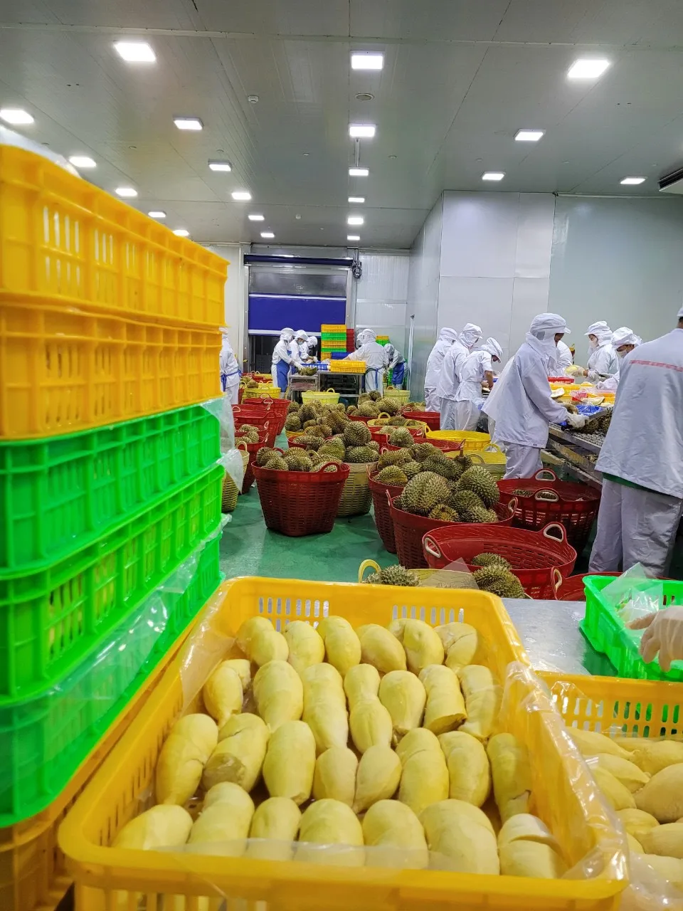 3-6 Fruits/carton Monthong/Ri6 Durian IQF Freezing Process Seed Or Seedless Organic Whole Shape Frozen Durian