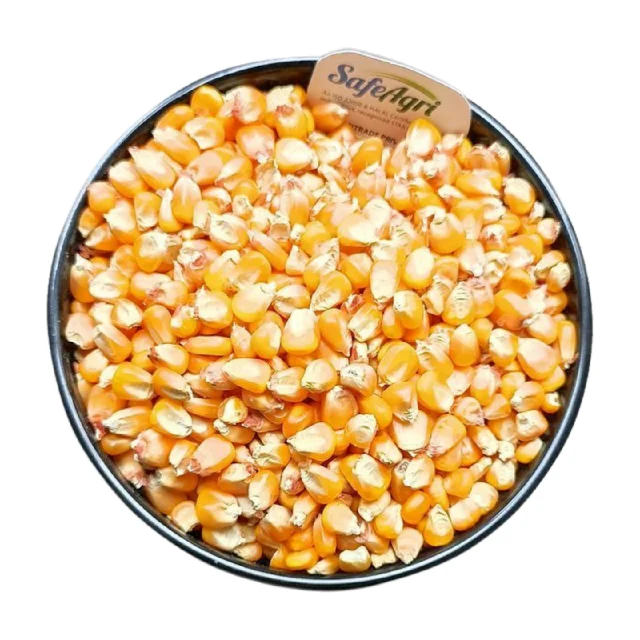 Yellow Corn of Superior Quality from IndiaPremium Grade Maize with 14% Max Moisture and AD Dried Yellow Colour for Animal Feed