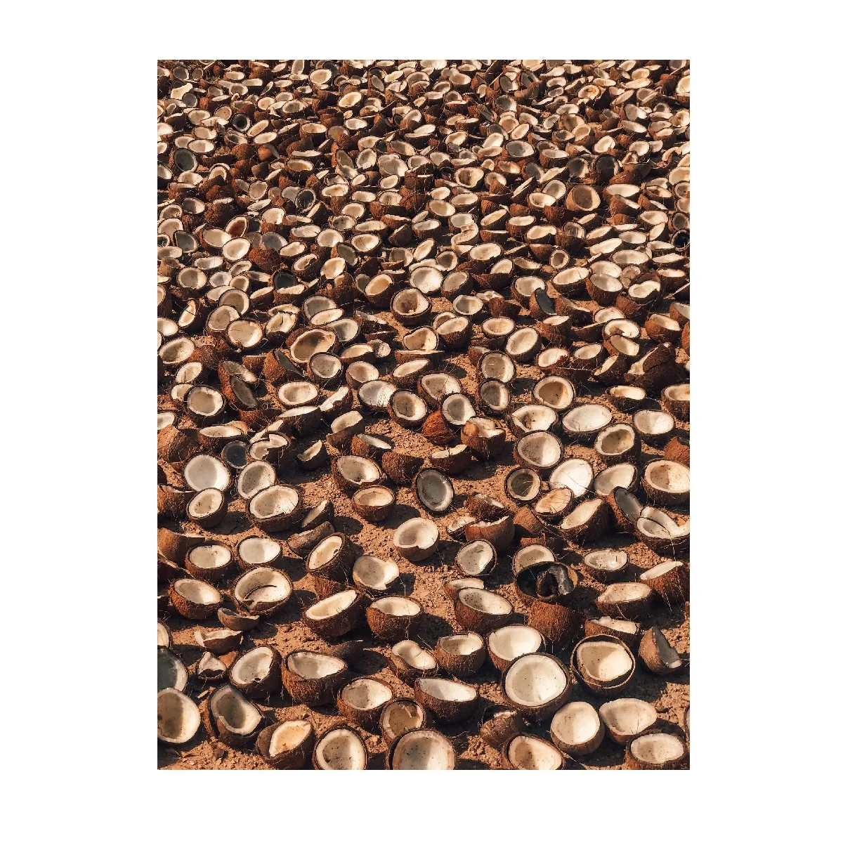 Natural Material Agricultural Waste Charcoal Coconut Shell Wholesale  Palm Kernel Shell Cheap Prices From Indonesia