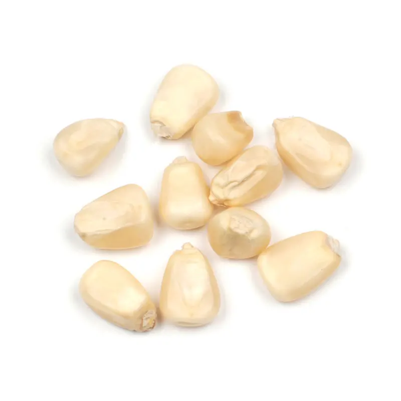 Top Selling White Corn & White Corn Air Dried White Maize Corn for Sale