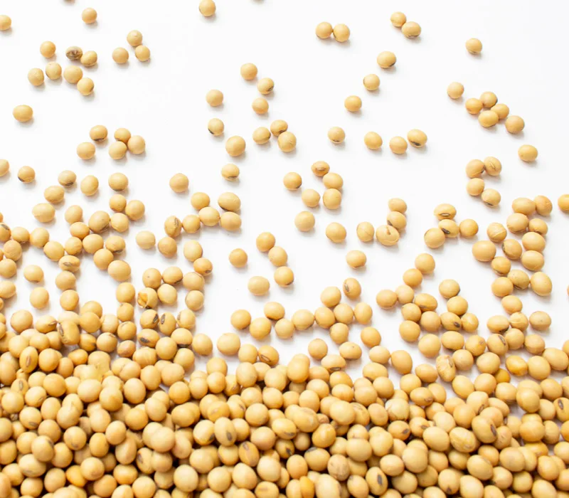 Натуральные и не-GMO Желтые Семена сои/соевые бобы/2023/2024