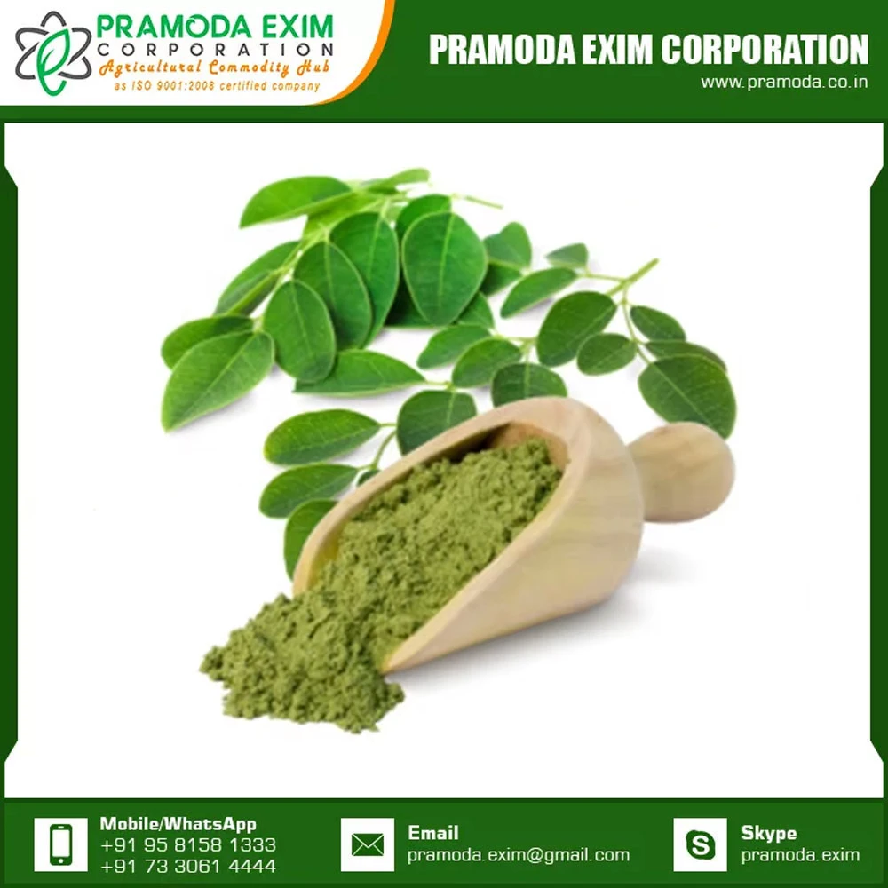 Bulk Supply Pure Natural Fresh Moringa Leaf Powder