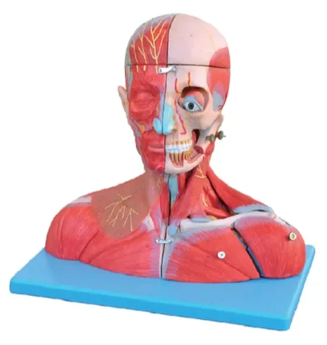 High Quality A One Science HEAD AND NECK WITH BLOOD VESSELS NERVES AND BRAIN Educational Lab  Biology Design Material Origin Typ