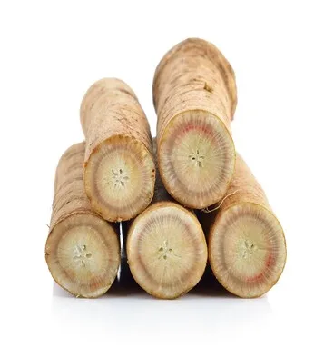 Natural High-Quality Fresh Burdock wholesale best price