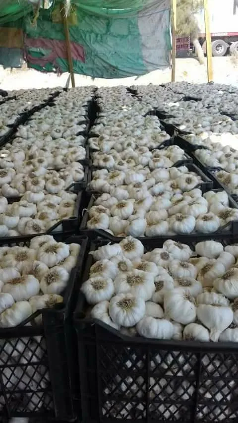 High quality dried white garlic new crop from Egypt 2023