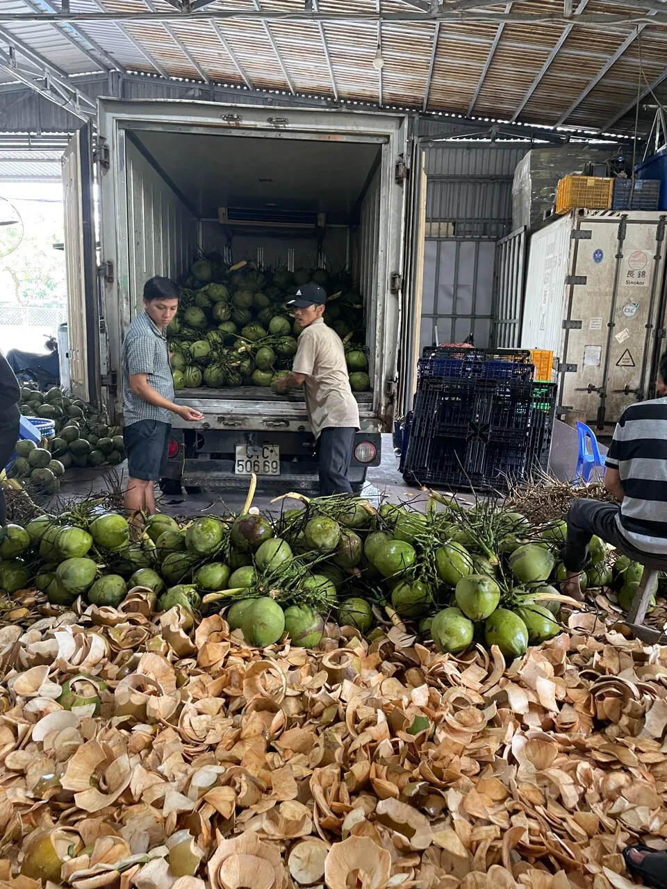High Quality Vietnamese Fresh Coconut 100% Natural The Best Price In The Market