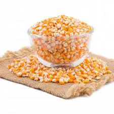 Yellow corn grains 3323
