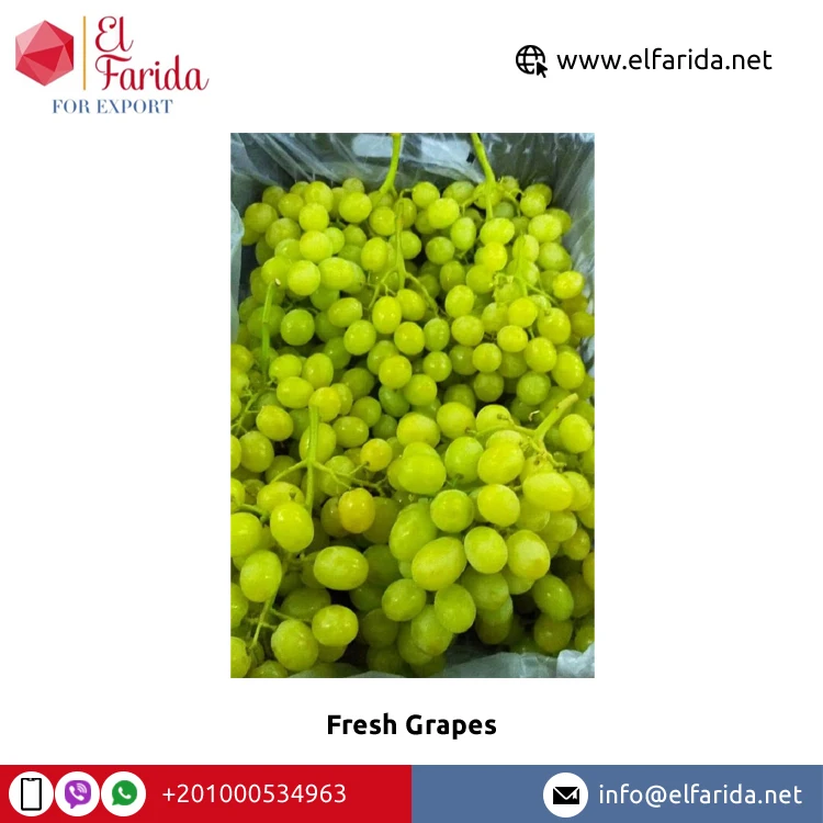 Hot Selling Premium Quality Wholesale Sweet Delicious Fresh Fruit Green Grapes/ Red Grapes/ Black Grapes Supplier