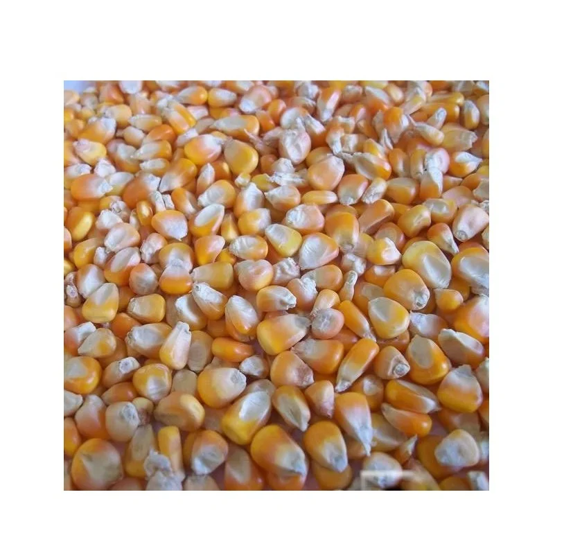 Dried yellow corn for feeding animals suitable for cattle and horses good quality from manufacturer animal feed corn