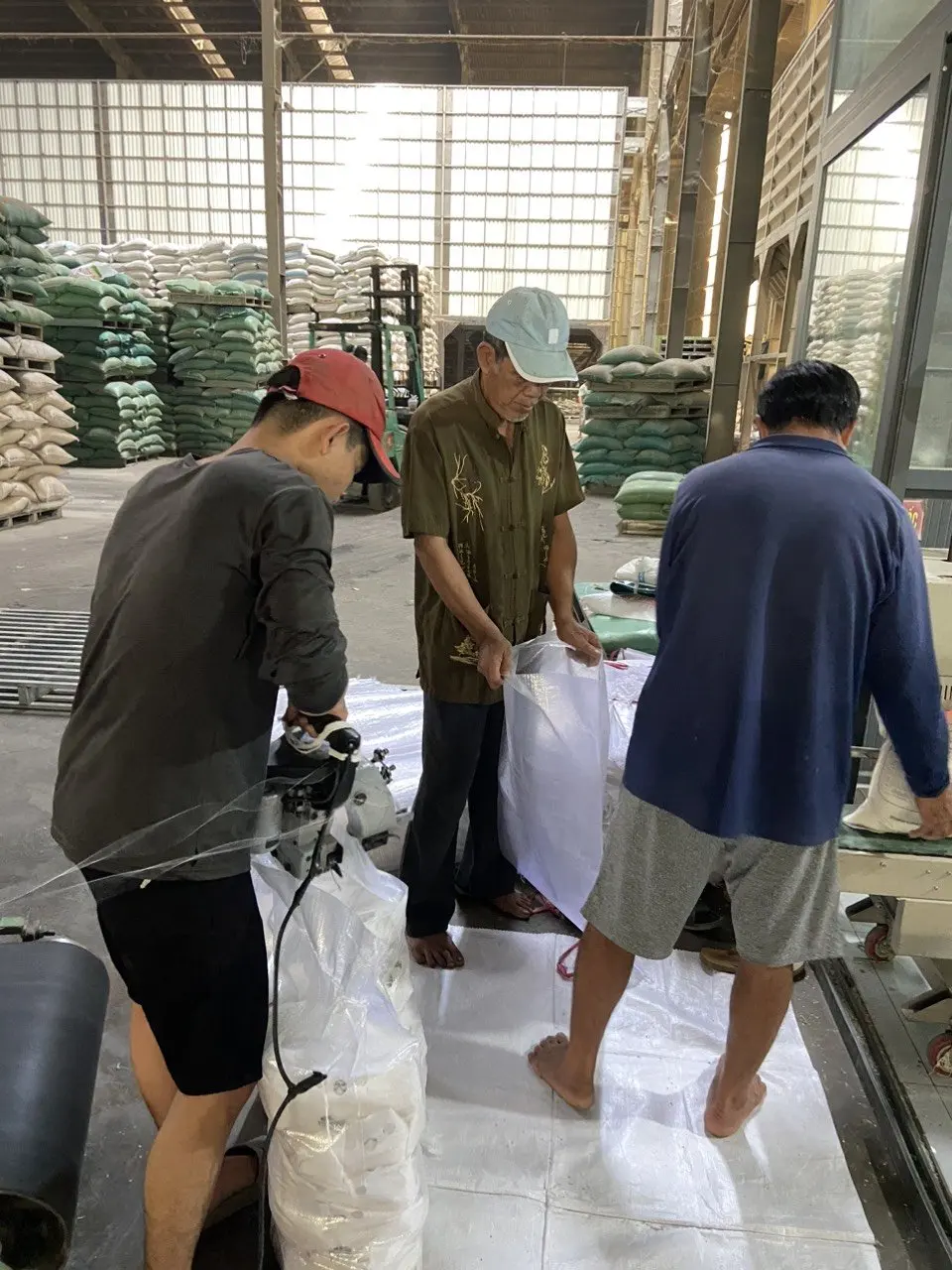 DRIED STANDARD CALROSE SOFT TEXTURE EXPORT SHORT TOP CAMOLINO RICE GRAIN SUPPLIER IN VIETNAM PRICE WHITE RICE JCC RICE FACTORY