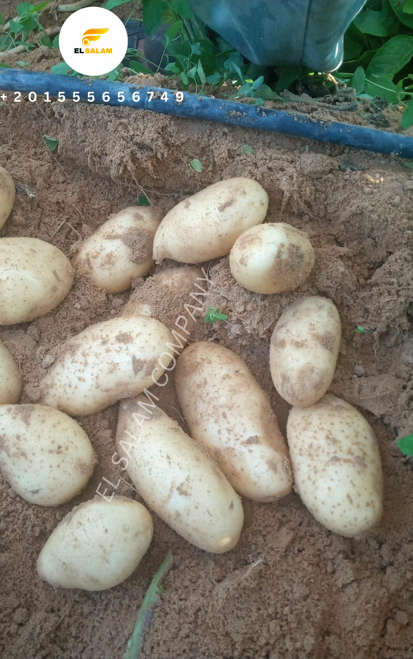 Новый свежий картофель высокого качества из Египта по низкой цене для оптовой продажи