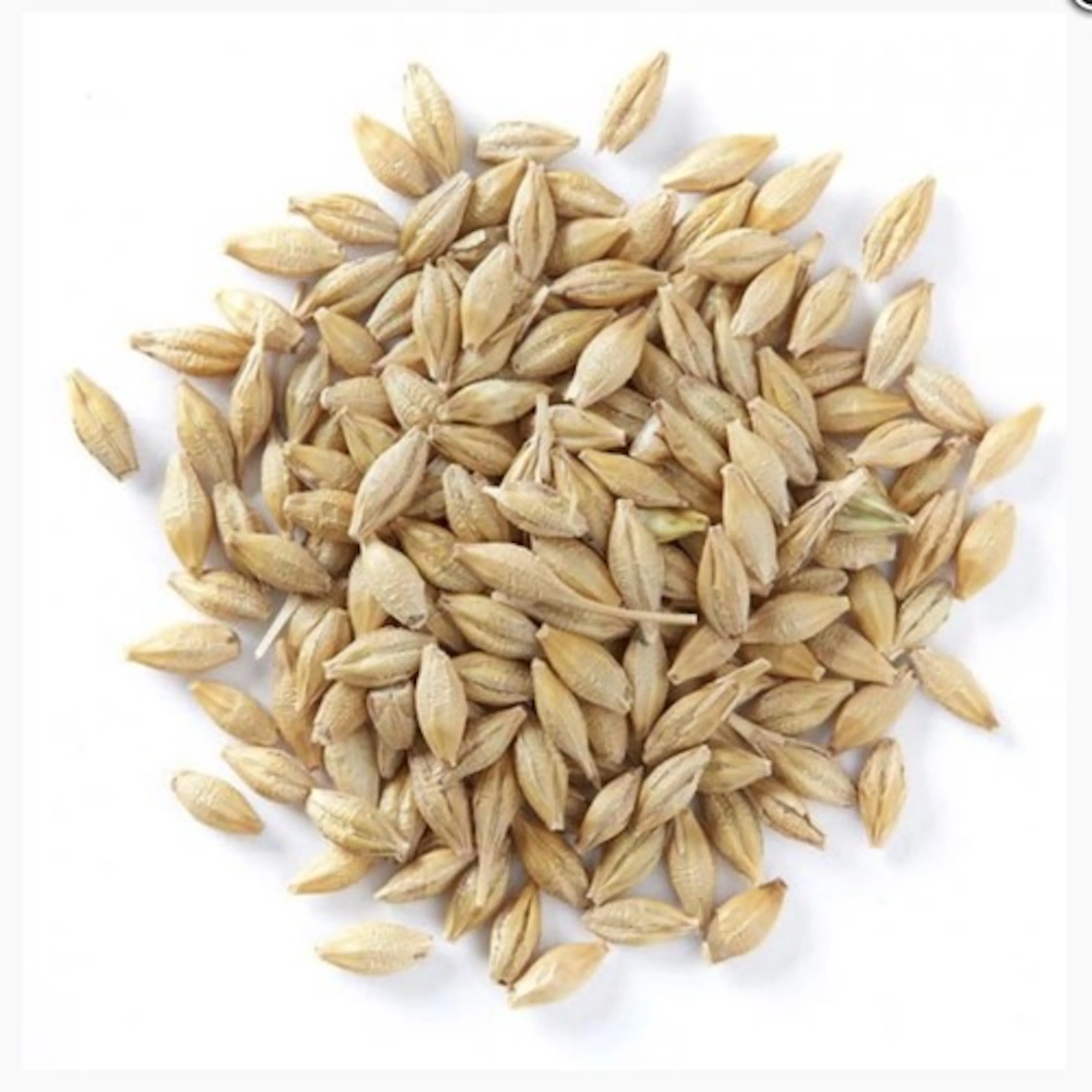 Buy Organic Barley Grain / Barley Malt Grain / Hulled Barley Grain For Wholesale