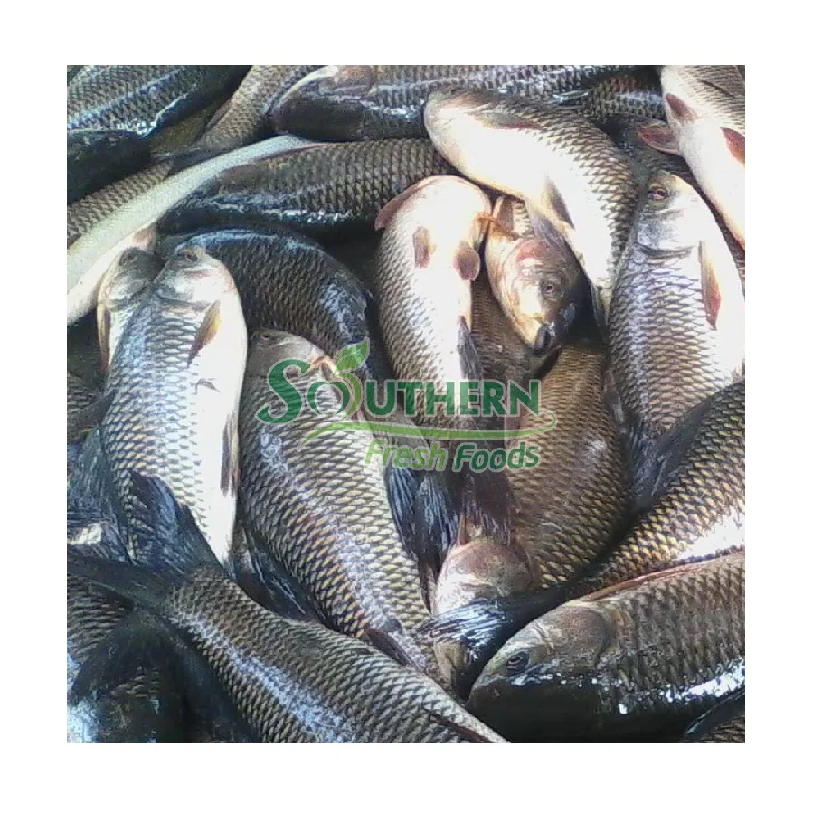 Wholesales price WR Farm Raised SFF Packaging standard type certification seafood export Frozen Rohu-Rohu from Vietnam