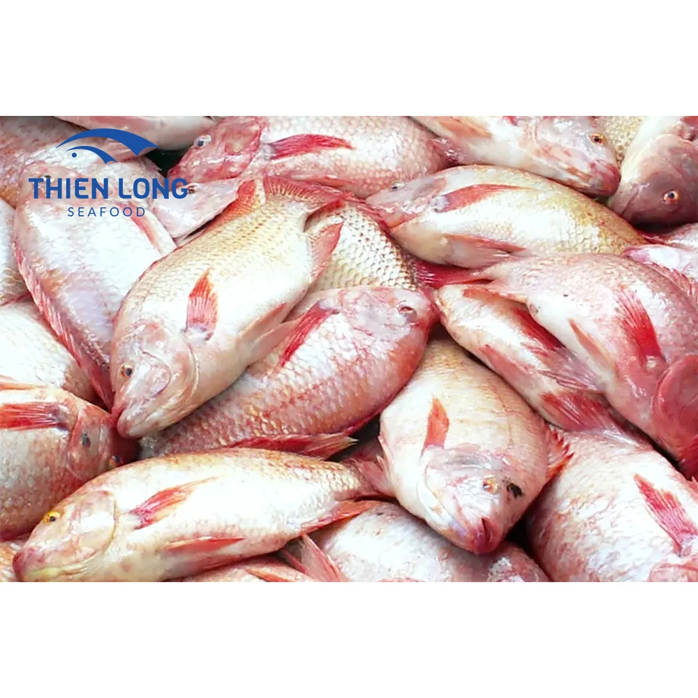 Wholesale frozen red tilapia fingerlings fish price for seafood for export in bulk to make fish balls