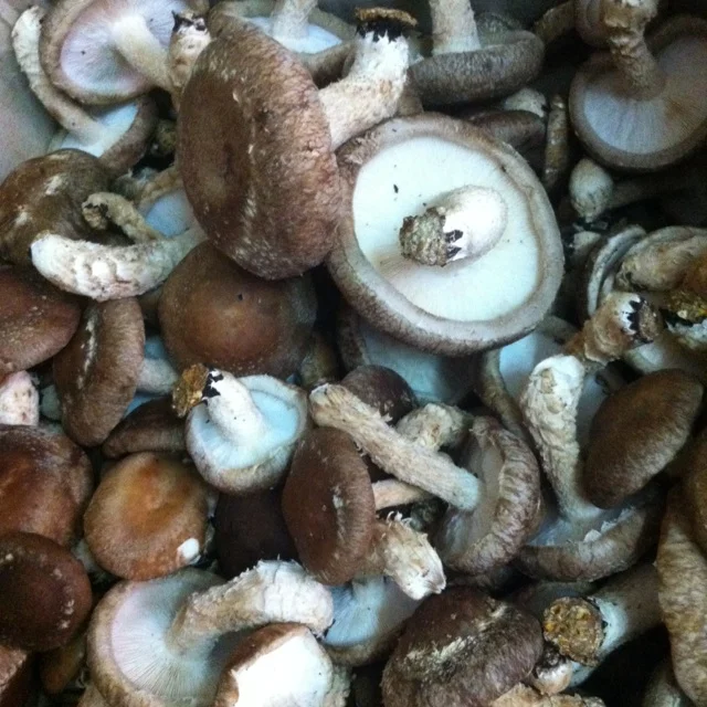 Shiitake Mushroom