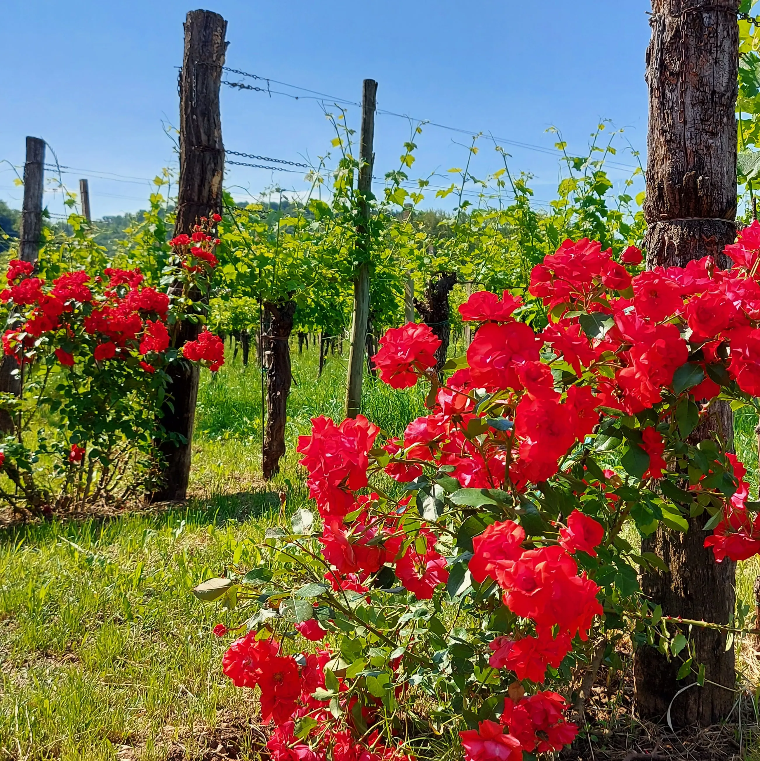 NEW VINTAGE SUMMER OFFER Italian Wine Vigna Petrussa SCHIOPPETTINO DI PREPOTTO & SCHIOPPETTINO RISERVA Doc 75cl for horeca