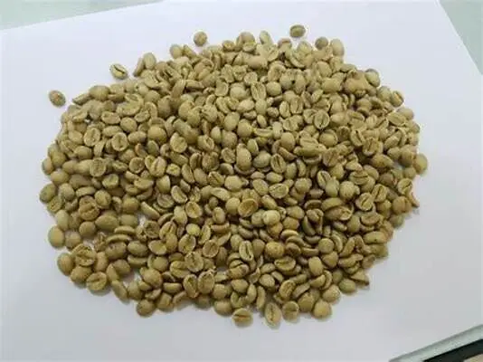 KING COFFEE - High Quality Vietnam Robusta Coffee Beans Grade 1 Screen 16 Clean - Best Ready Raw Coffee Beans from Exporter