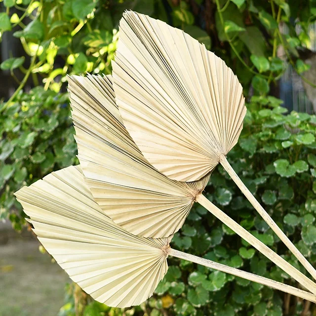Palm leaves decoration dried color palm leaves for wedding palm spear with different color  and shapes  home decretive product