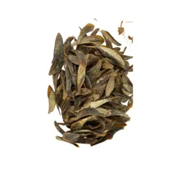 Bulk Supply High Quality Operculum Shells Cheap Supply | Operculum Murex Snail Dried Shell Operculum For Discounted Price