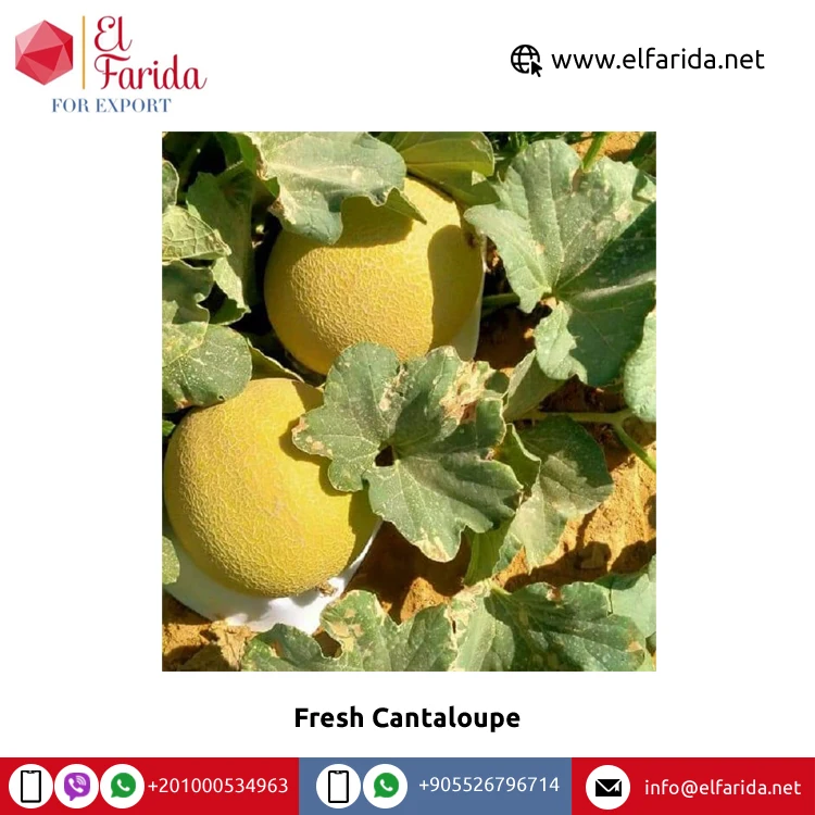 Factory Sale Best Selling Food Grade Organic Natural Sweet Wonderful Delicious Fresh Cantaloupe Tropical Fruits