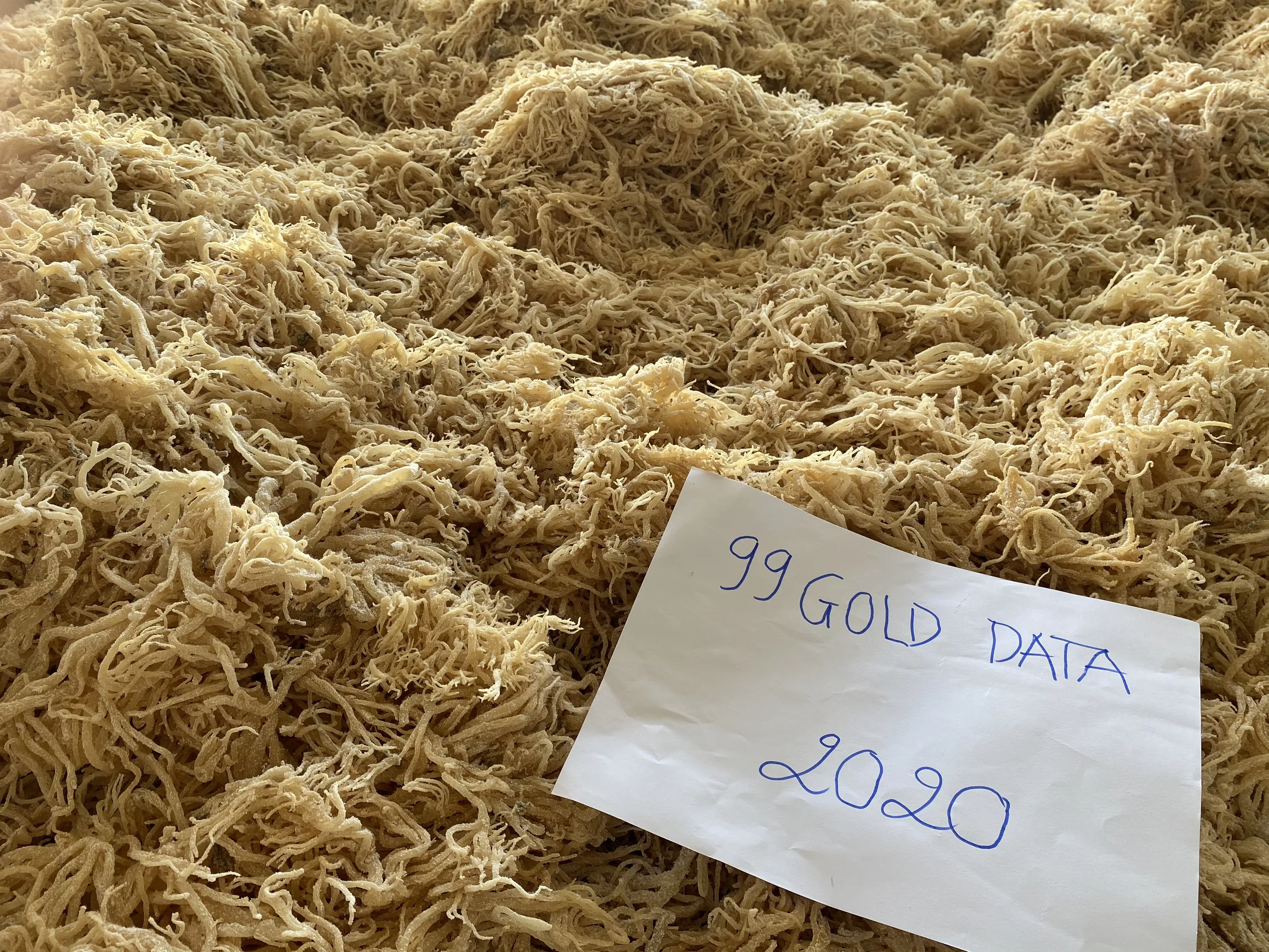 Natural Golden Seamoss /Jamaica Sea Moss / Irish Moss Sea Moss Gel For Producing Carrageenan Purity Cheap Price Vietnam Supplier