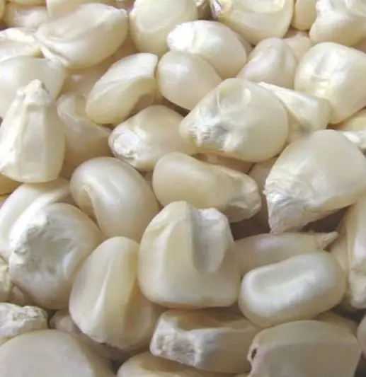 White Corn9.jpg