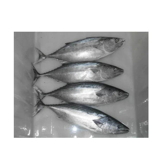 Wholesale Supplier Of Bulk Fresh Stock of Frozen Whole Skipjack Tuna Fish