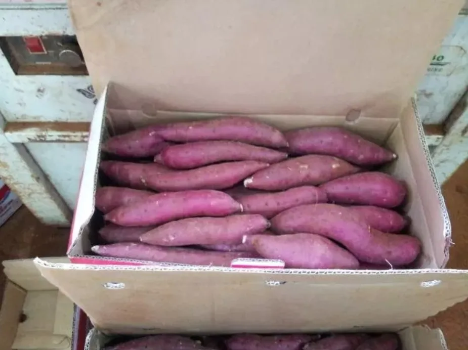 Cheap price Sweet Potato 10kg per Box Cultivation Type COMMON Cool place Storage 16 in Size