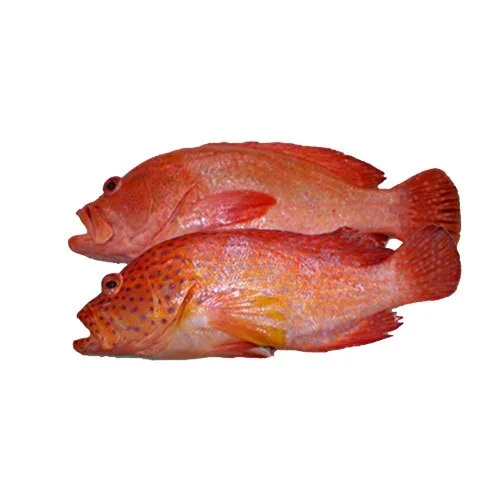 Fresh Grouper Fillet With Skin / Frozen whole round Grouper Fish best price