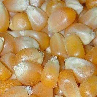 Новый урожай желтая кукуруза для людей и животных потребление желтой кукурузы от индийского поставщика