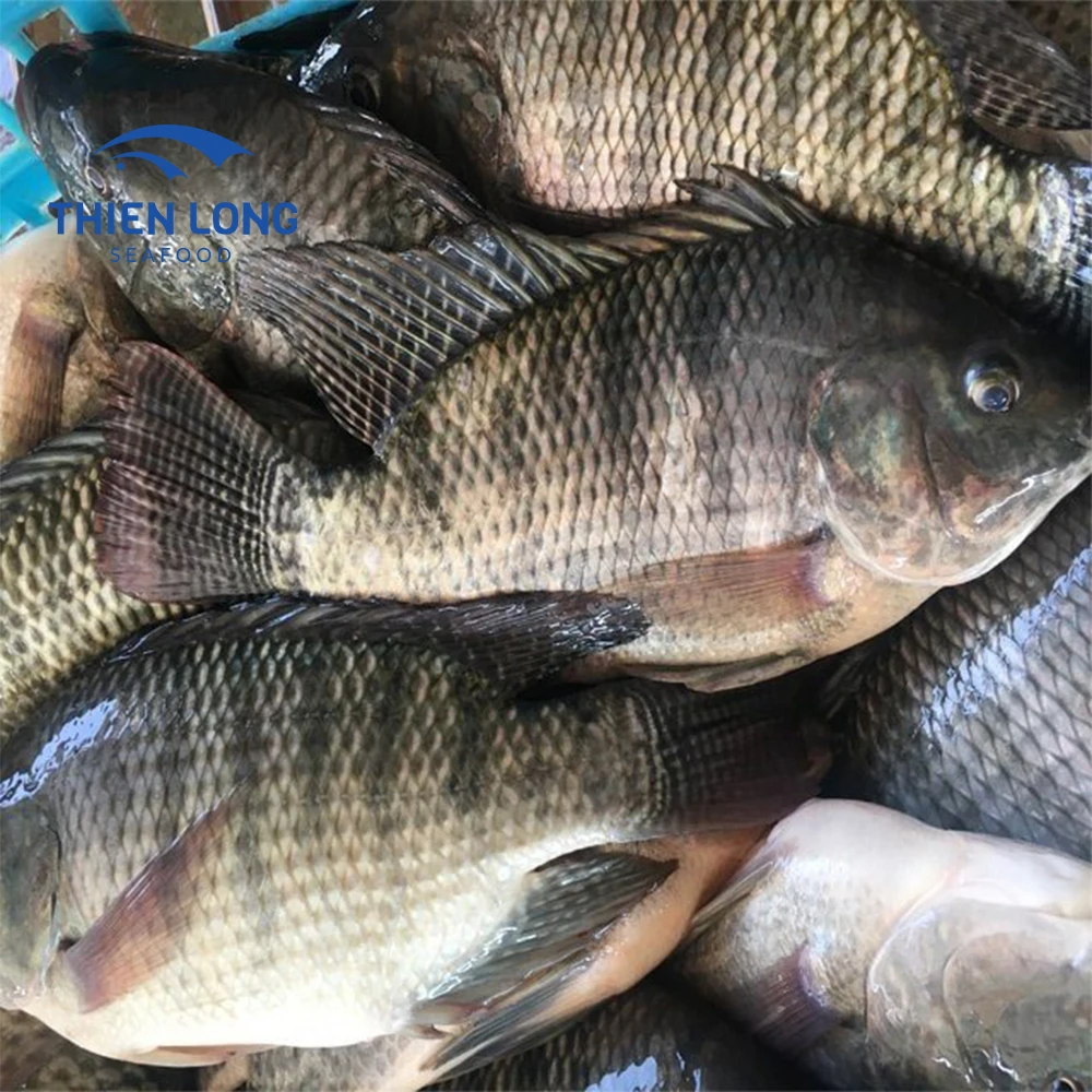 Asia Market Top Sellers Bulk Tilapia Fish Food Whole Round Black Tilapia Wholesale From Vietnam