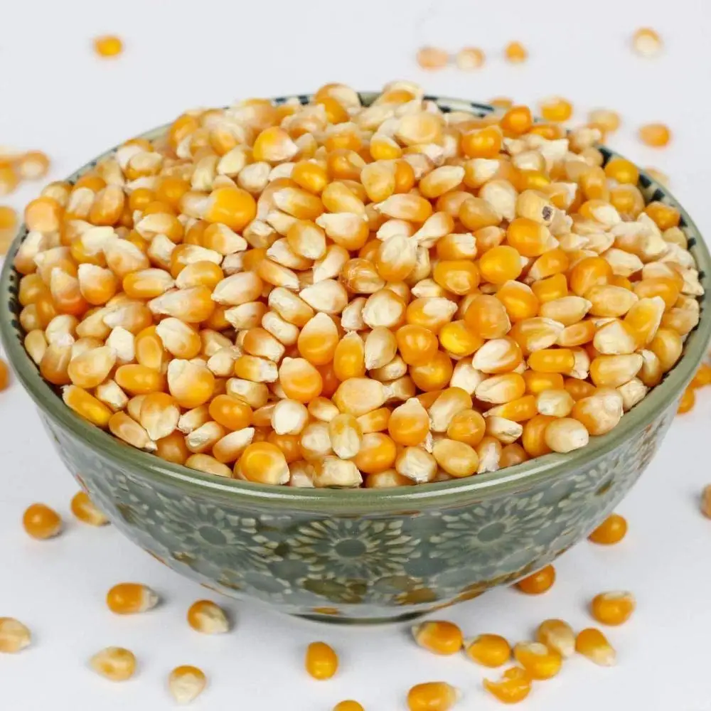 yellow maize5.jpg