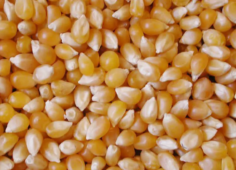 Top Quality Yellow Maize Broken Feeds At Wholesale Prices From India