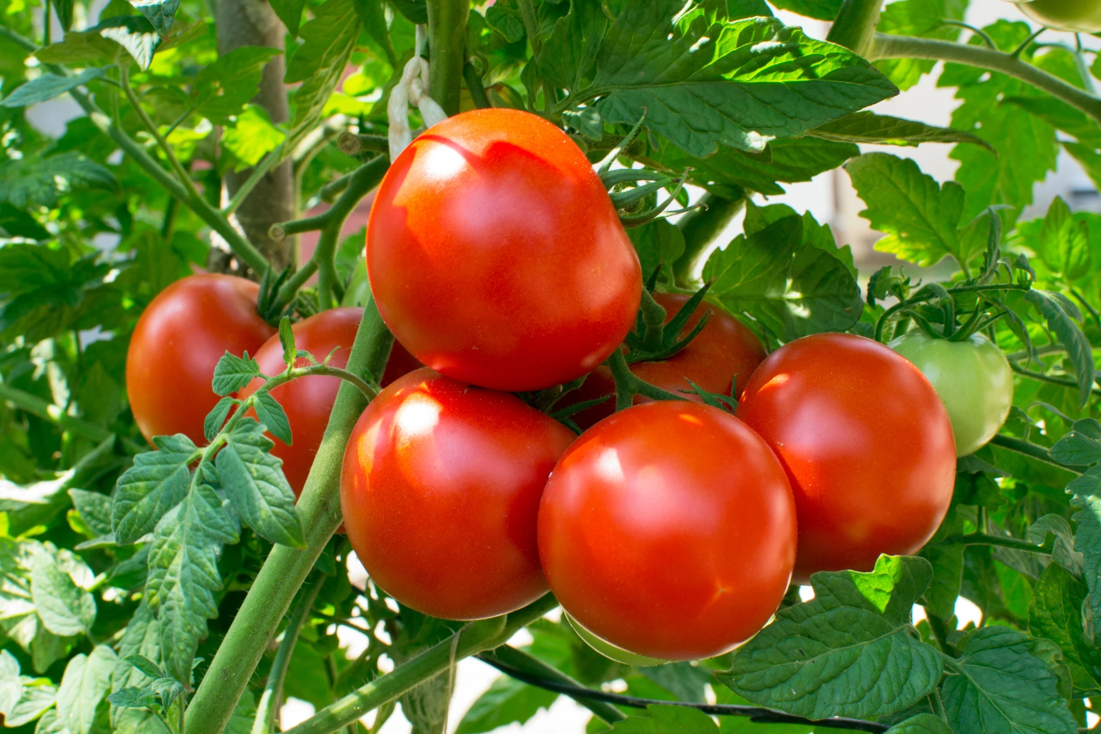 Cheap Price Natural Fresh Tomatoes in Stock