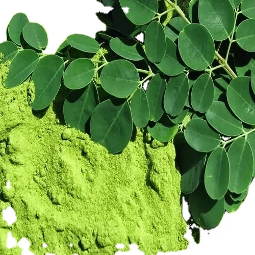 Wholesale organic moringa leaf powder moringa Oeifera  powder