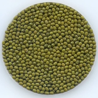 Wholesale Natural Organic High Quality Green Mung Beans Green Vigna Beans Green Gram Beans