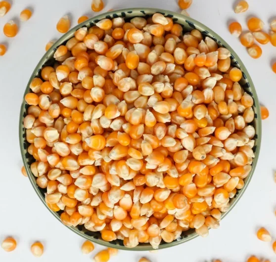 USA Cheap Dry Yellow Maize Corn For Animal Feed & Human Consumption /Top Selling Non GMO Yellow Maize