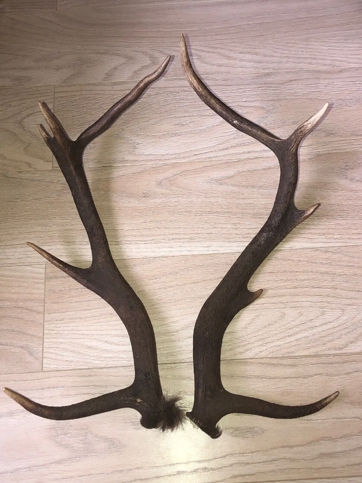 Wholesale Top Quality Deer Antler for sale