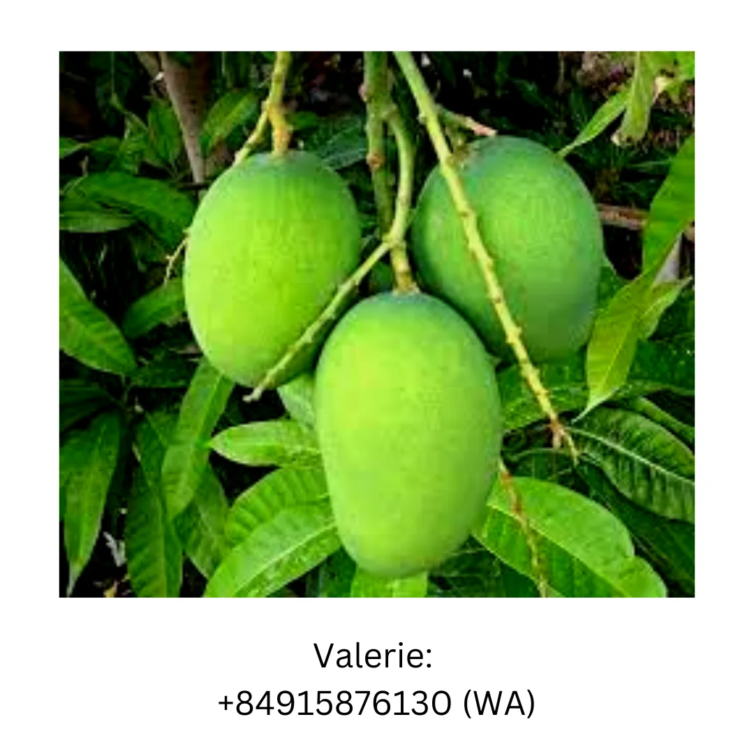 New product 2023 Fruit  Natural Green Mango For Export Market With Natural Sweet Flavor For Wholesale made in Vietnam