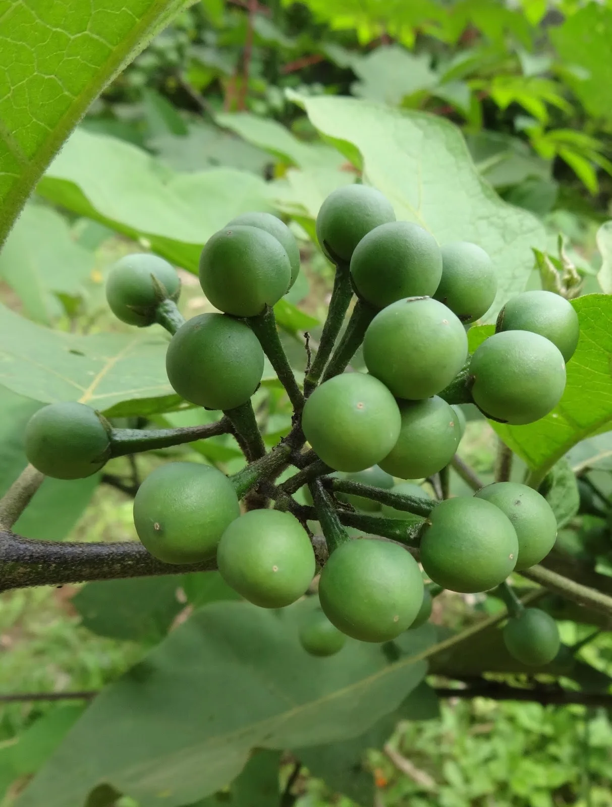 Pea Egg Plant Fresh Vegetable From Thailand Ready To Export Premium quality Fresh Pea Egg Plant