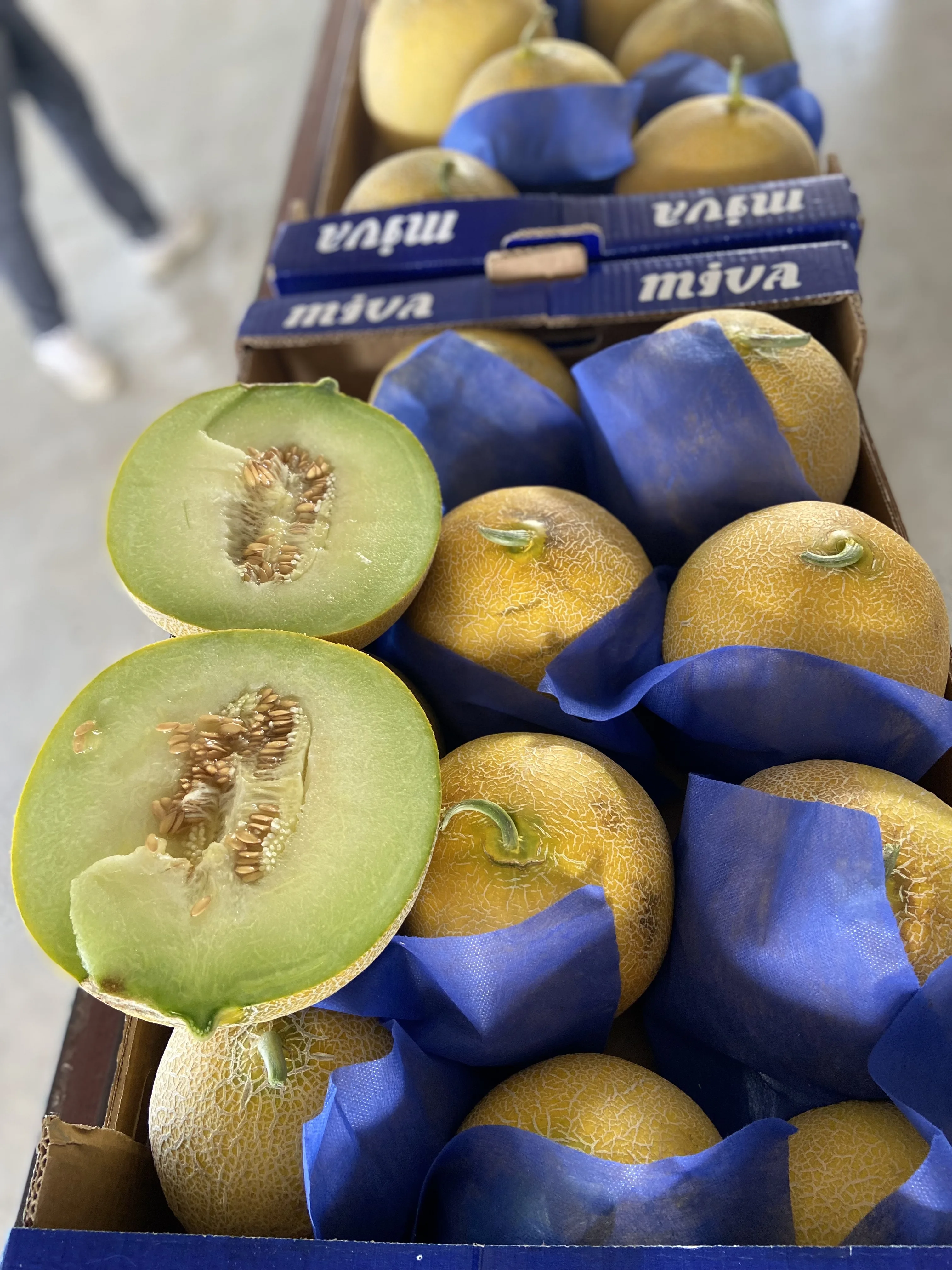 FRESH MELON FROM TURKEY UNIQUE TASTE SWEET MELON