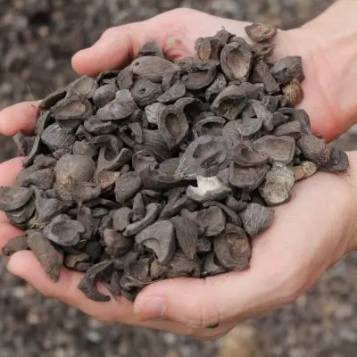 palm kernel shell.jpg
