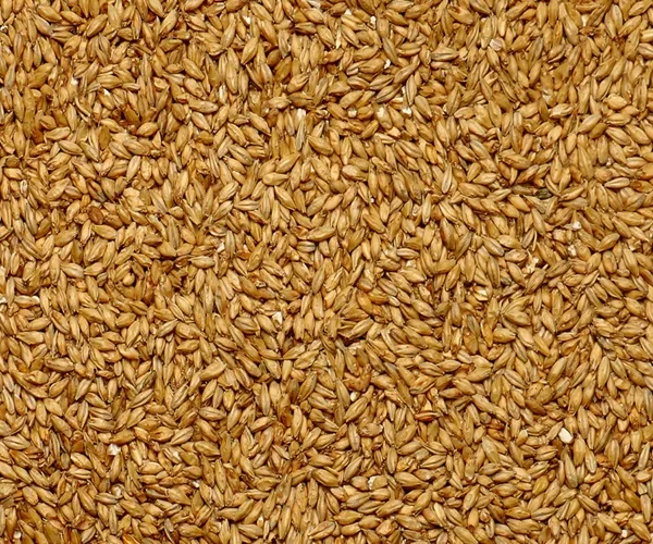 Высокое качество оптовая продажа чистое Ячменное Зерно/Ячменное солодовое Зерно/очищенное Зерно для продажи по оптовой цене