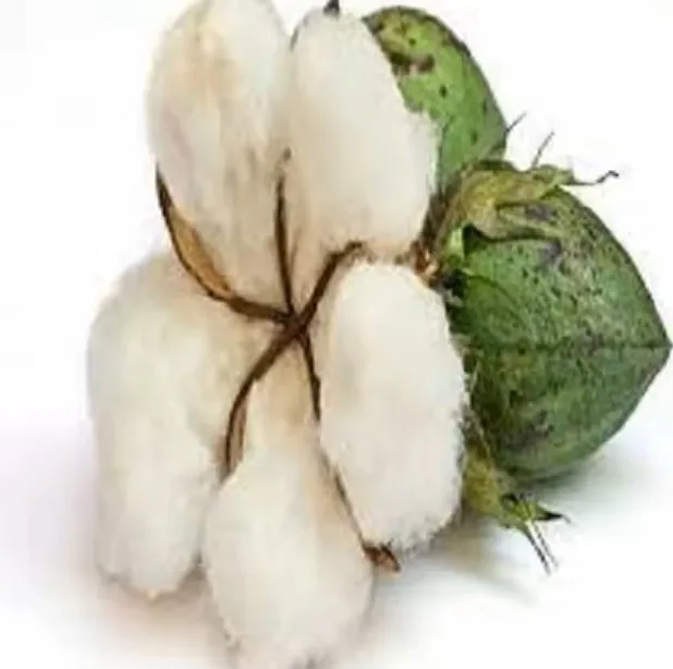 Wholesale Buy Cotton linter Exporter 100% Pure Organic Cotton Linter International Exporter cheap  Raw cotton Linter